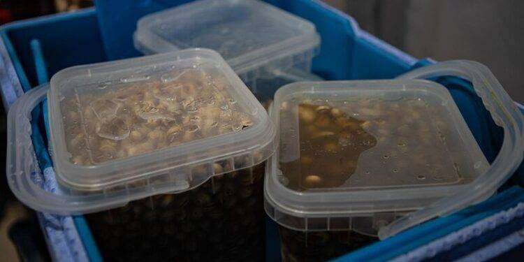 A Sassari con la ‘ciogghitta d’oro’ protagonista è la lumaca