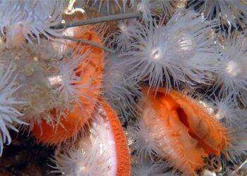 Dalla Ue 10 milioni per il restauro degli habitat marini profondi