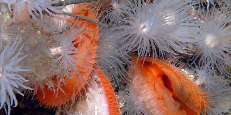 Dalla Ue 10 milioni per il restauro degli habitat marini profondi