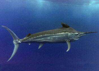 Sardegna, pesce spada tra i bagnanti a pochi metri dalla riva