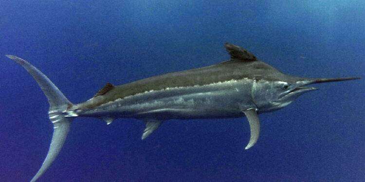 Sardegna, pesce spada tra i bagnanti a pochi metri dalla riva