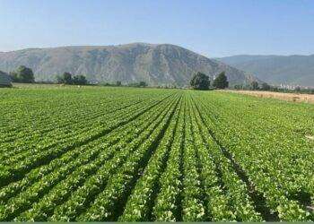 Nel 2023 72 località Spighe Verdi, 12 Comuni in più