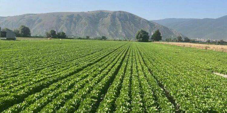 Nel 2023 72 località Spighe Verdi, 12 Comuni in più