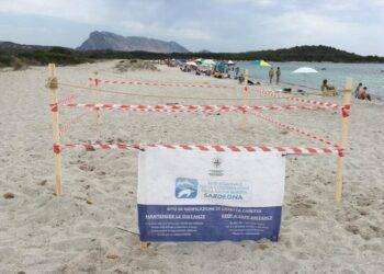 Tartaruga marina depone le uova in spiaggia della Gallura