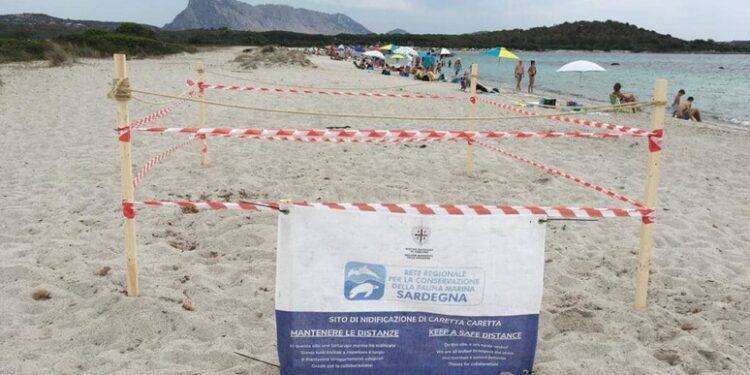 Tartaruga marina depone le uova in spiaggia della Gallura