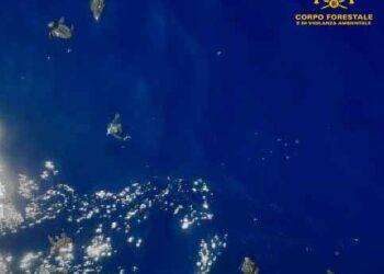 Salvate le tartarughine marine sperdute nella Spiaggia del Poetto