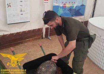 Salvata una tartaruga marina nelle acque di Teulada