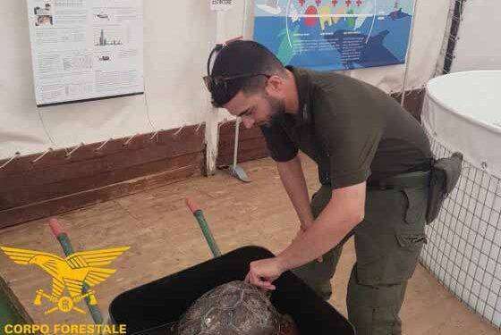 Salvata una tartaruga marina nelle acque di Teulada