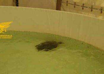 Salvata una tartaruga marina nelle acque di Teulada