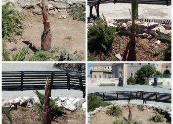 Piga: “Le giovani palmette al Bastione? morte”