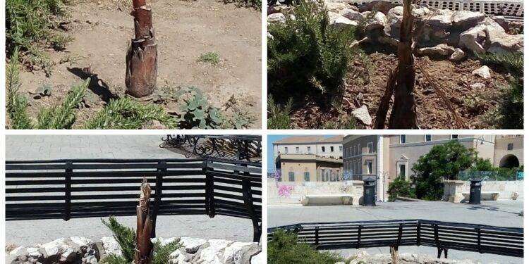 Piga: “Le giovani palmette al Bastione? morte”