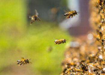 Le api non sarebbero affatto in via d’estinzione, tutt’altro