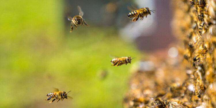Le api non sarebbero affatto in via d’estinzione, tutt’altro