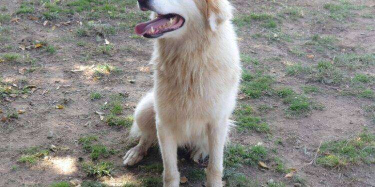 Filomena nuova testimonial della adozioni al canile di Cagliari