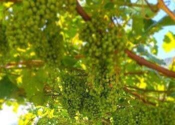 Il sole d’agosto per salvare la vendemmia, raccolta in calo