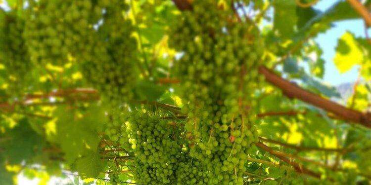 Il sole d’agosto per salvare la vendemmia, raccolta in calo