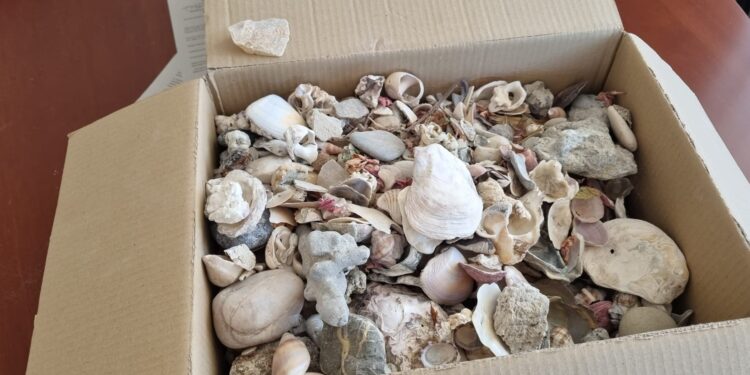 Alghero, conchiglie e ciottoli antichi ritrovati tra i rifiuti