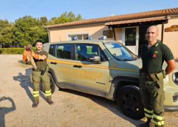 Aquila di Bonelli soccorsa dalla Forestale nelle campagne a Tula