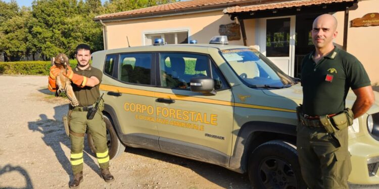 Aquila di Bonelli soccorsa dalla Forestale nelle campagne a Tula