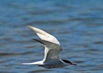 Stretta dell’Amp Tavolara, più divieti per tutelare l’ambiente