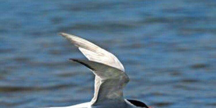 Stretta dell’Amp Tavolara, più divieti per tutelare l’ambiente