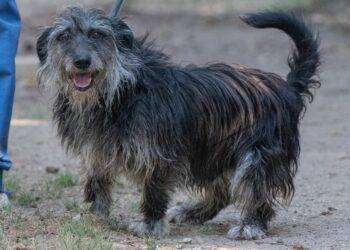 Cagliari, nuovo appuntamento con la Campagna di adozioni del Canile Comunale