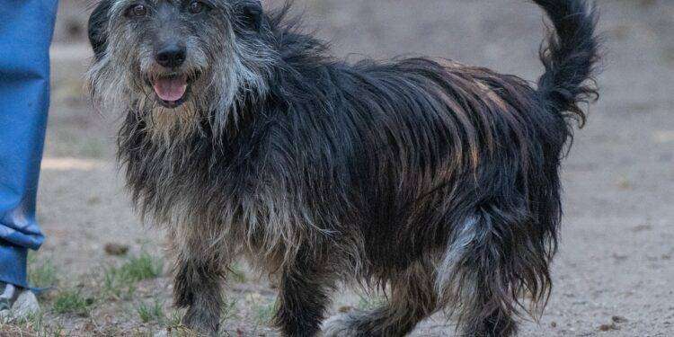 Cagliari, nuovo appuntamento con la Campagna di adozioni del Canile Comunale