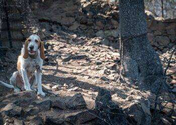 Incendi Sardegna, La Lav chiede ordinanza per divieto di detenzioni dei cani in catena