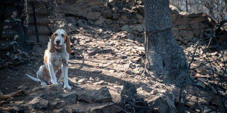 Incendi Sardegna, La Lav chiede ordinanza per divieto di detenzioni dei cani in catena