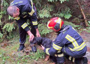 Cane trascinato per 100 metri dalla corrente salvato da pompieri