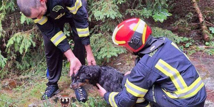 Cane trascinato per 100 metri dalla corrente salvato da pompieri