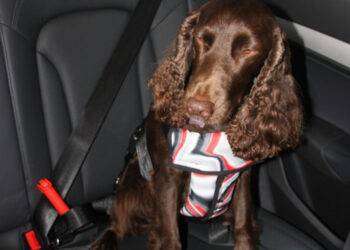 Arriva la guida per viaggiare in sicurezza con gli animali