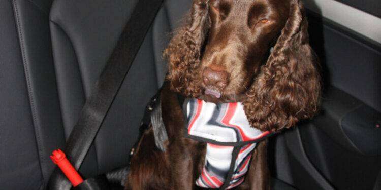 Arriva la guida per viaggiare in sicurezza con gli animali