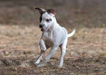 Animali, adozioni Canile comunale di Cagliari