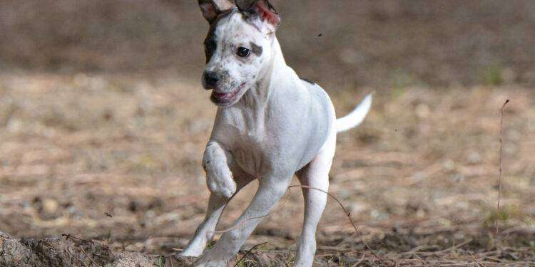 Animali, adozioni Canile comunale di Cagliari