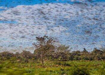 Agricoltura: lotta alle cavallette, Assessore Satta plaude alle dichiarazione dell’entomologo di fama internazionale, Claudio Venturelli