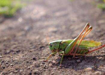 Agricoltura: stanziati ulteriori tre milioni di euro per la lotta integrata contro le infestazioni delle cavallette