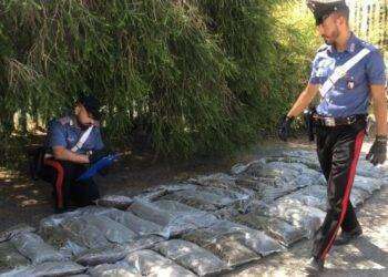 Nella cisterna per l’acqua 93 chili di marijuana, un arresto a Tuili
