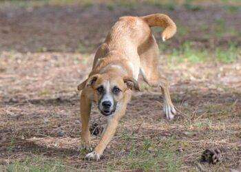 Estia nuova testimonial adozioni al canile di Cagliari