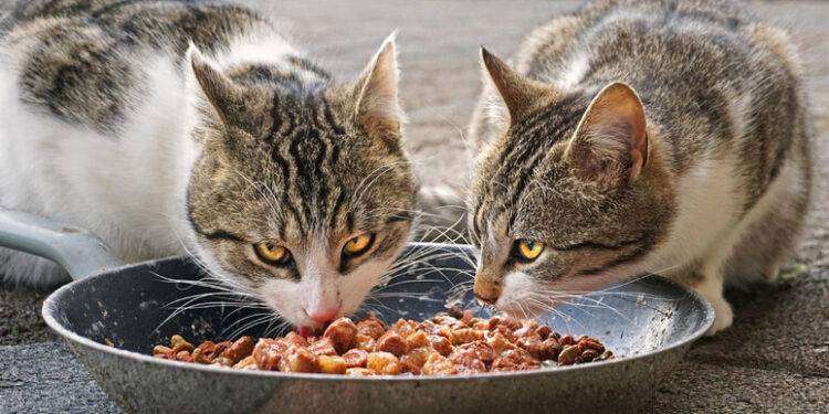 Gatti pazzi per il tonno, la scienza svela il perché