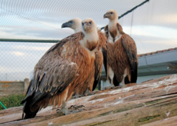 Recuperato un giovane esemplare di grifone nato in Sardegna: salvato dal Corpo Forestale