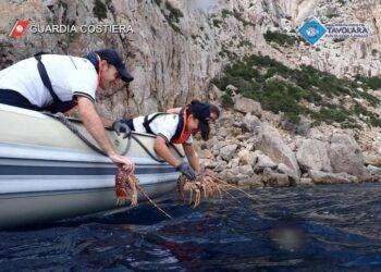 Vongole e aragoste senza etichette sequestrate al porto di Olbia