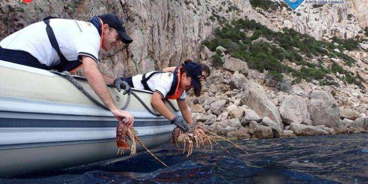 Vongole e aragoste senza etichette sequestrate al porto di Olbia