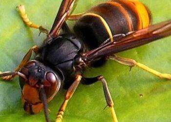 Morsi e punture insetti, ‘ecco quando preoccuparsi’