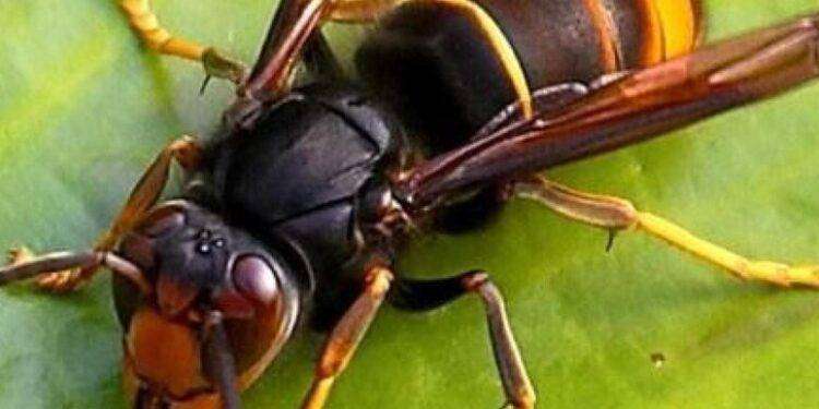 Morsi e punture insetti, ‘ecco quando preoccuparsi’