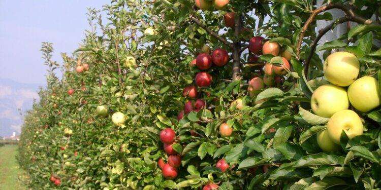 Produzione di mele in Europa cala del 3%, stabile in Italia
