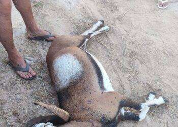 Muflone aggredito e ucciso da cani randagi a Golfo Aranci