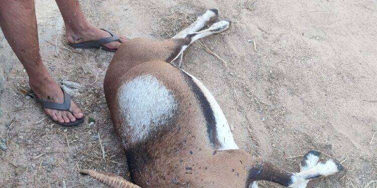 Muflone aggredito e ucciso da cani randagi a Golfo Aranci