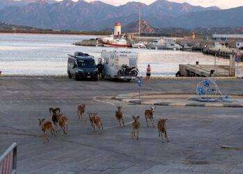 Mufloni a spasso in porto mentre i turisti sbarcano ad Arbatax