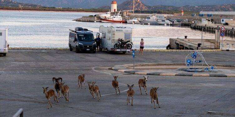 Mufloni a spasso in porto mentre i turisti sbarcano ad Arbatax